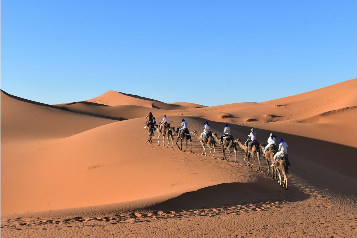 desert trip camels